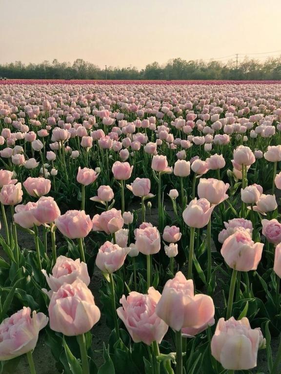 りこ【92DeとろけるHな素人】