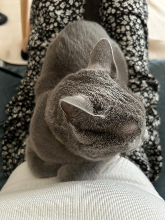 最近のルーティン🐱🐾