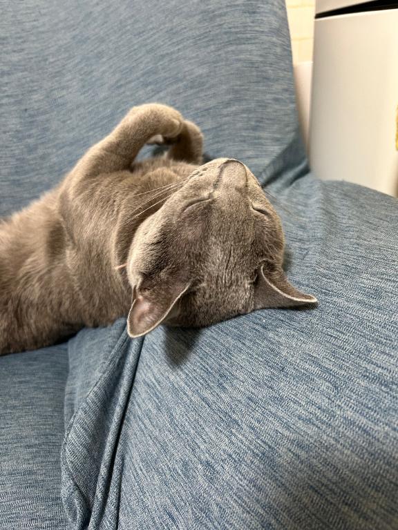 可愛いからって調子のりました🐱🐾